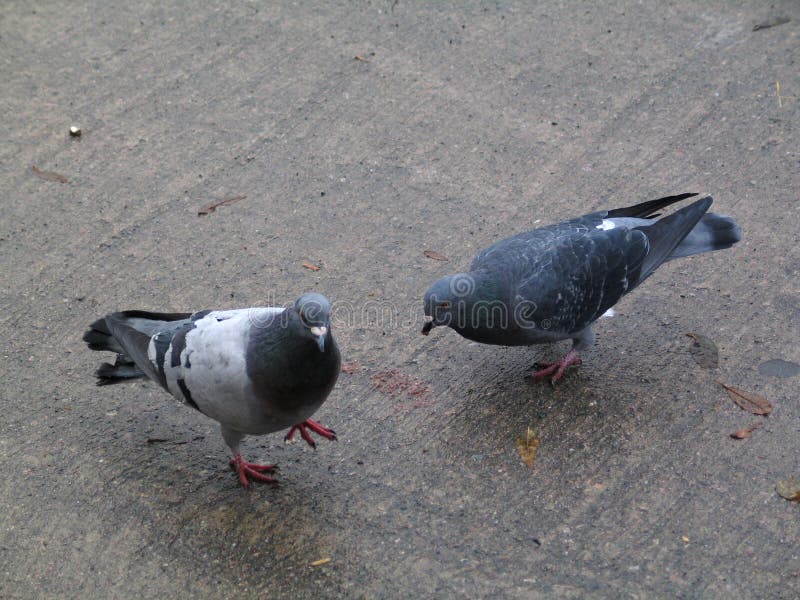 Pigeons