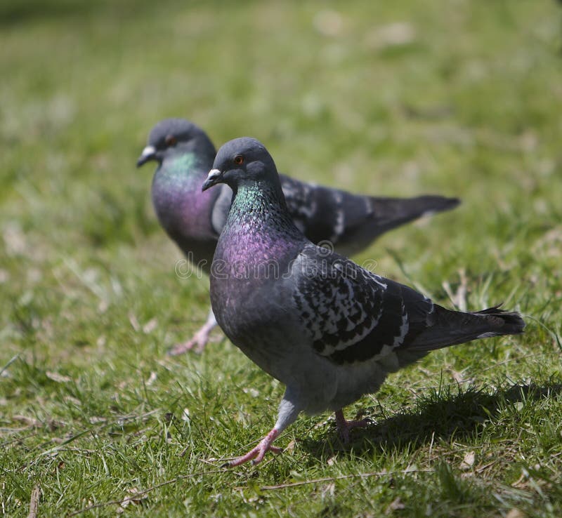 Pigeons