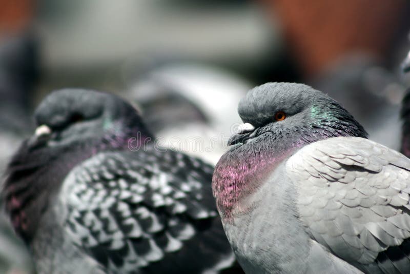 Pigeons