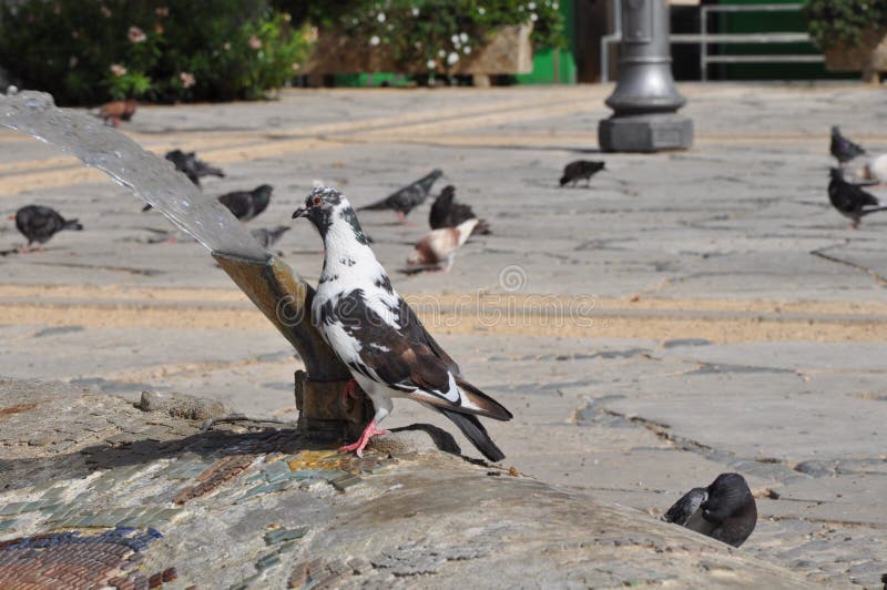 Pigeons in Cyprus stock photo. Image of animals, bokeh 80771900