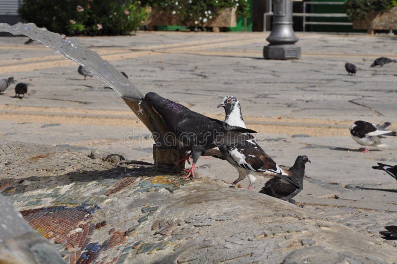Pigeons in Cyprus stock photo. Image of beak, bird, flying 80774454