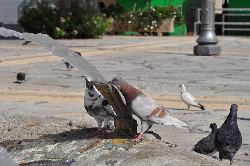 Pigeons in Cyprus stock photo. Image of flying, effect 80778006