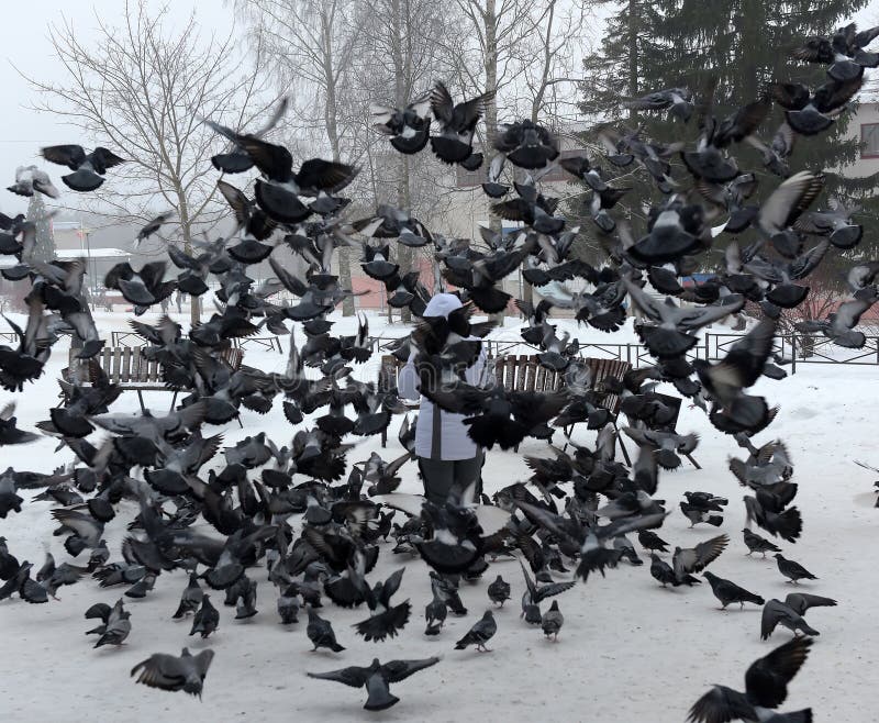 Pigeons d'affouragement hivernal de femme photographie stock Pigeons d'affouragement hivernal de femme photographie stock
