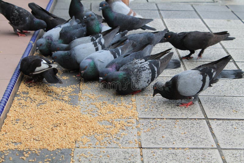 Qué comen las palomas
