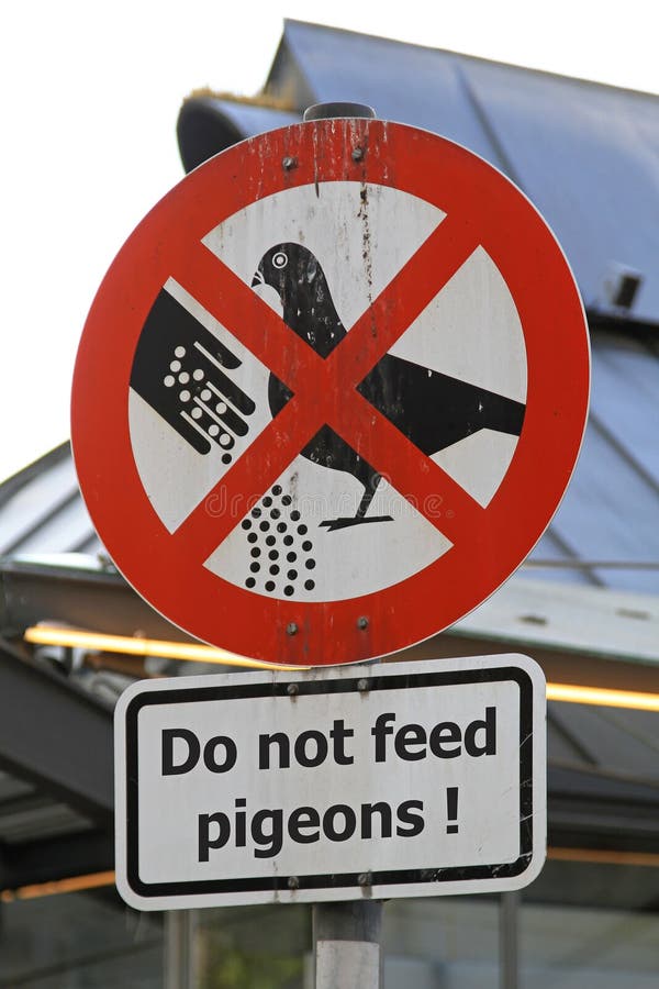 Pigeons feed stock image. Image of bird, restricted, problems 38612437