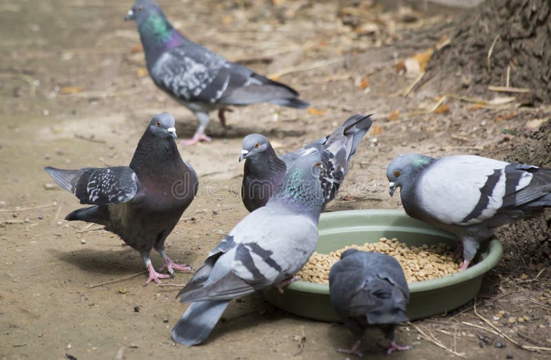 Pigeons Stealing Photos Free Royalty Free Stock Photos From Dreamstime