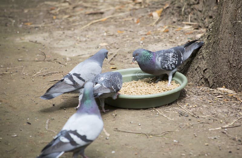 Pigeons Stealing Photos Free Royalty Free Stock Photos From Dreamstime