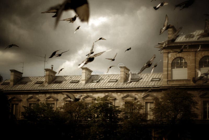 Pigeons Flying. Painterly, artistic image of pigeons flying across the courtyard of Notre Dame Cathedral in Paris, France. Image has warm tone, and subtle sponge stock photography Pigeons Flying. Painterly, artistic image of pigeons flying across the courtyard of Notre Dame Cathedral in Paris, France. Image has warm tone, and subtle sponge stock photography