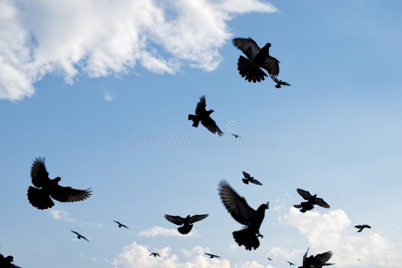 Pigeons flying in the sky royalty free stock photography