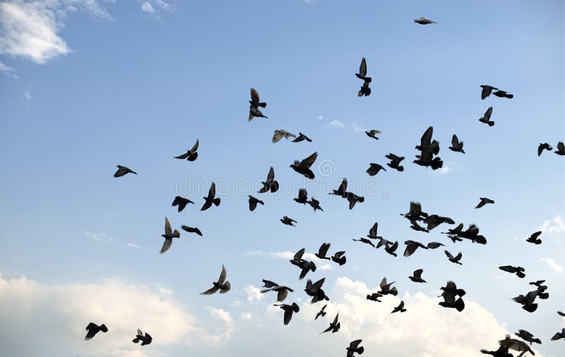 Pigeons flying in the sky stock image