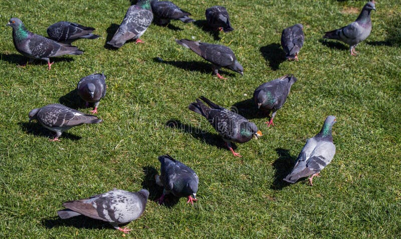 Pigeons on a green lawn in the city park royalty free stock images Pigeons on a green lawn in the city park royalty free stock images