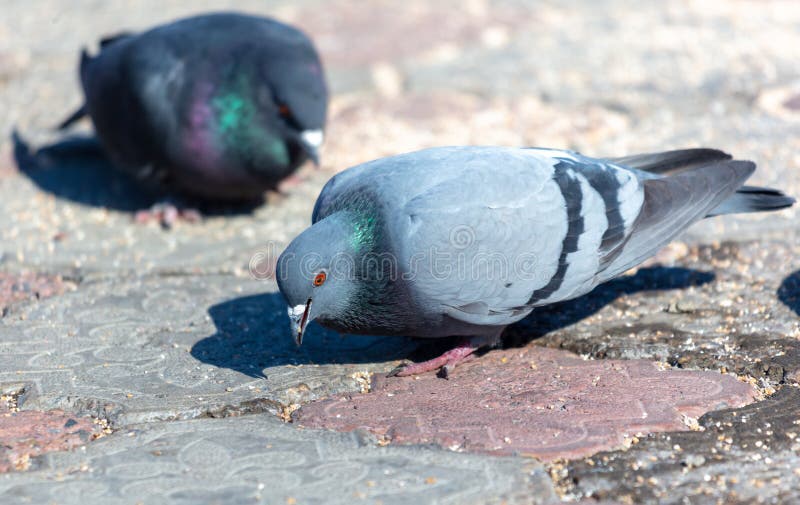 Pigeons on the Ground. Pigeons Eat Sunflower Seeds Stock Image Image of dove, nature 276291333