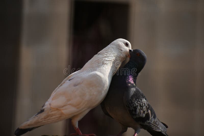 pigeons love wallpaper