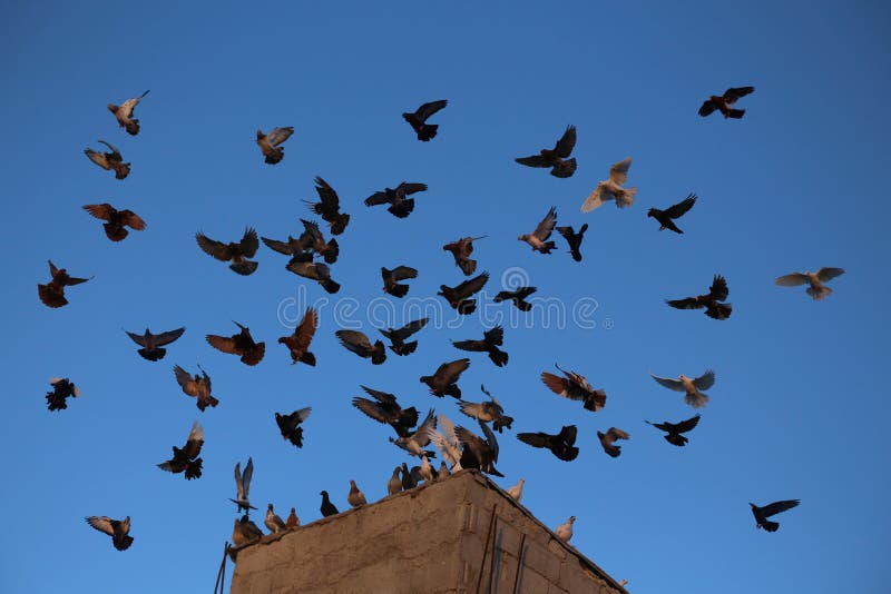 Pigeons landing stock photo. Image of bird, doves, pigeon - 33913206