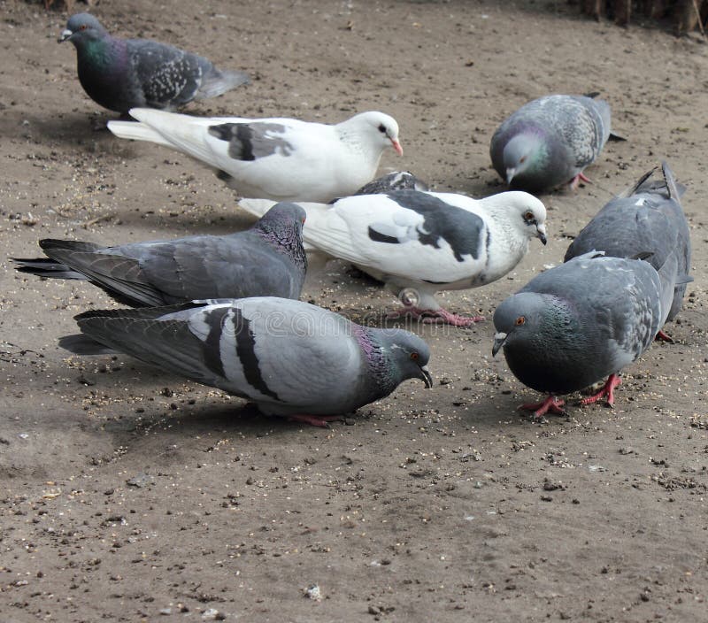 Pigeons Pecking Grain. Doves Stock Photo Image of feed, meal 51732868