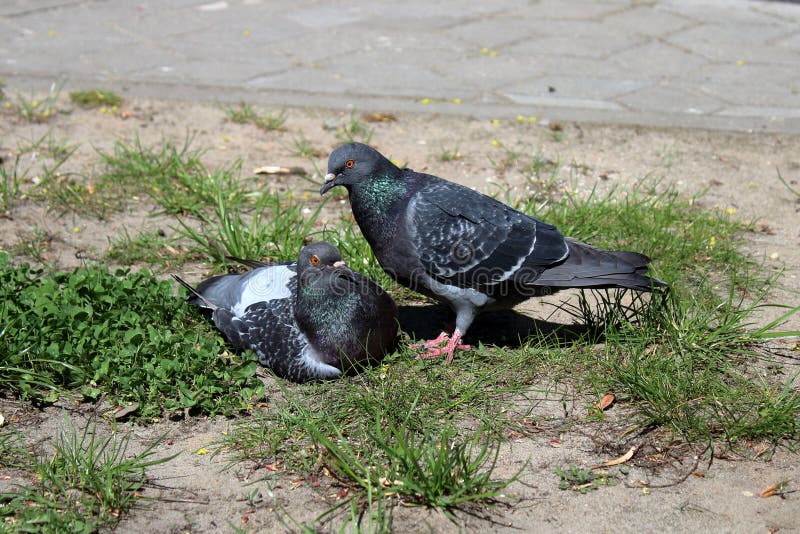 Pigeons près de masculin et de femelle photographie stock libre de droits Pigeons près de masculin et de femelle photographie stock libre de droits