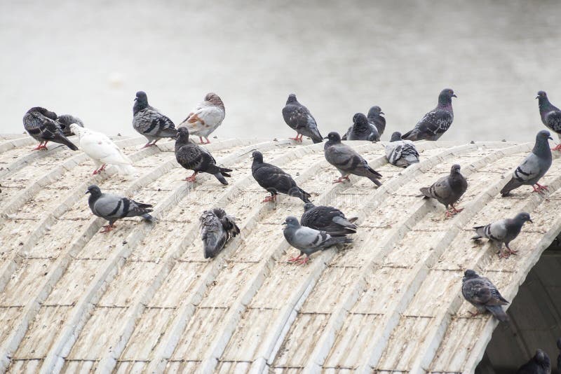 roof pigeons pigeon causing regarding smell disease problems bad