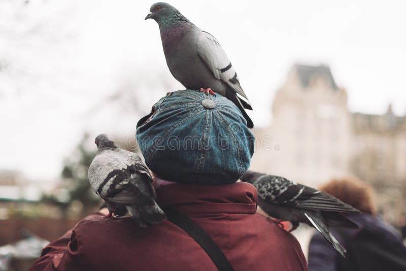 Pigeons Sit on the Head of a Woman Who Feeds Them Stock Photo Image