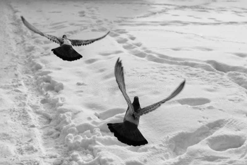 Pigeons on the snow and during winter in the town.