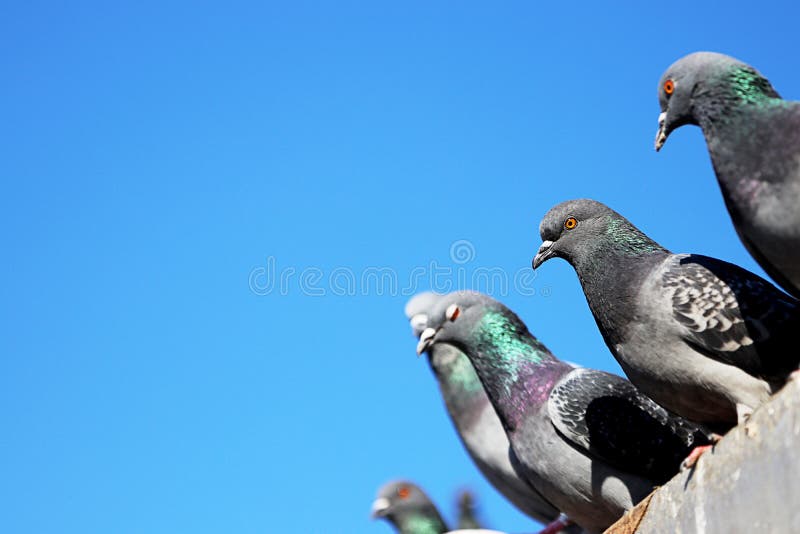 Pigeons