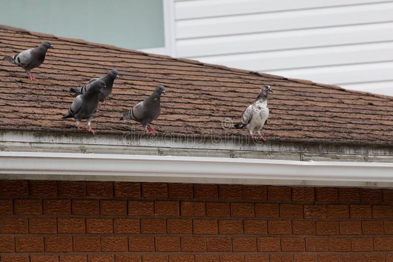 5 Pigeons on Top of a House Roof royalty free stock images 5 Pigeons on Top of a House Roof royalty free stock images