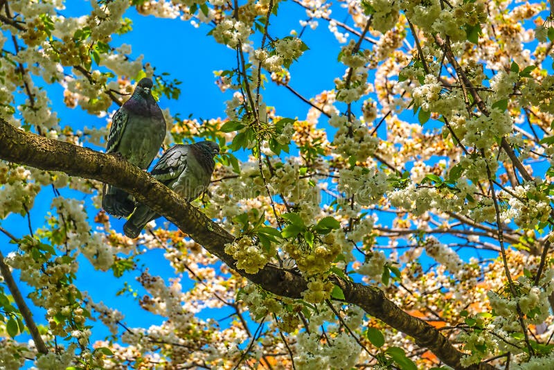 Pigeons on the tree. Two doves.