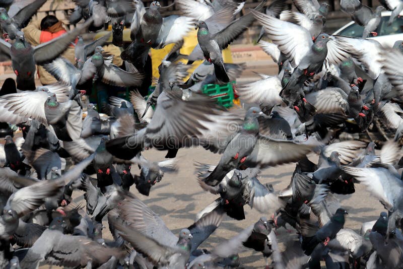 Pigeons volants dans le groupe photographie stock Pigeons volants dans le groupe photographie stock