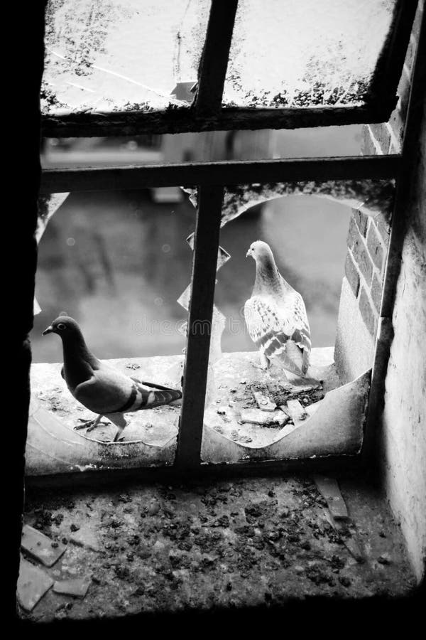 Pigeons in the window stock photo. Image of darkness 246825316