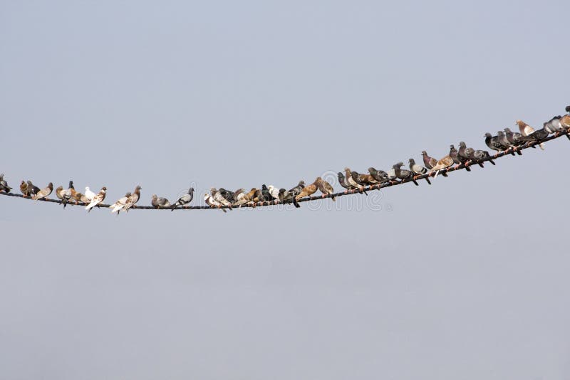 Pigeons on wire