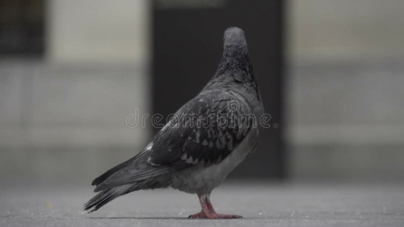Pigeons à New York City