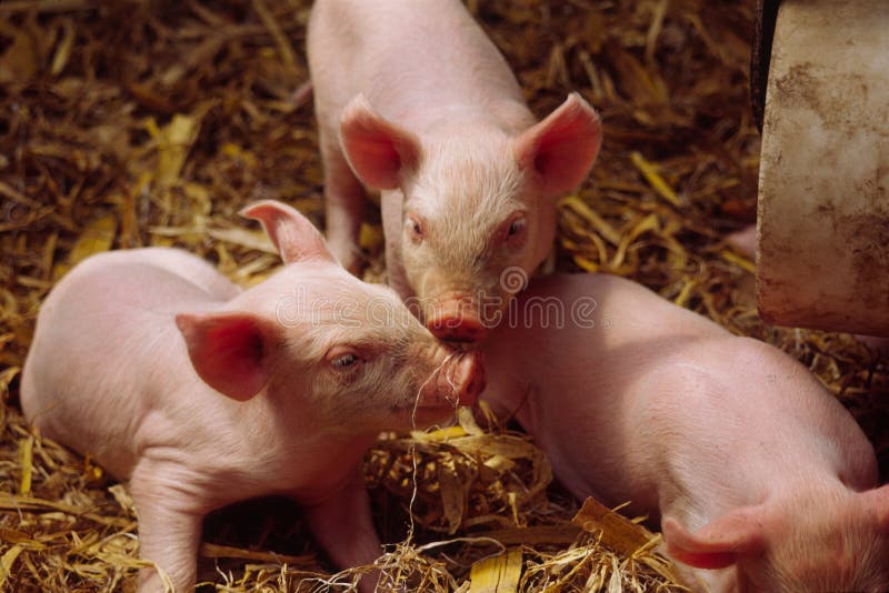 Piglets in a cage, shot at a village, shanxi province, china. Piglets in a cage, shot at a village, shanxi province, china