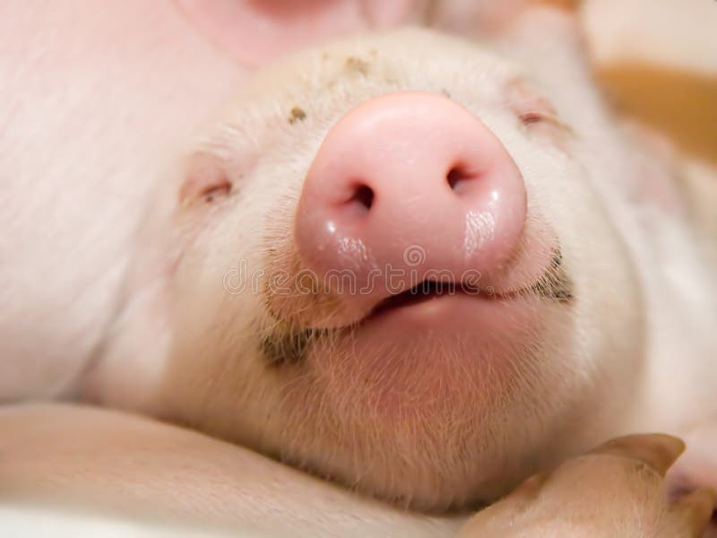 Piggy Piggy