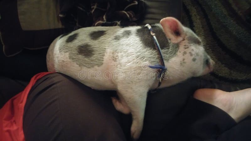 Cute pet pig on couch. Cute pet pig on couch