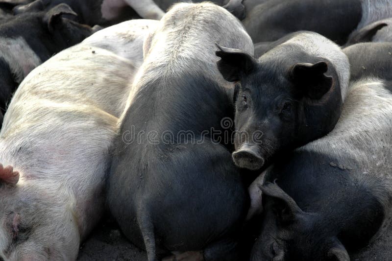 Piggy Pile