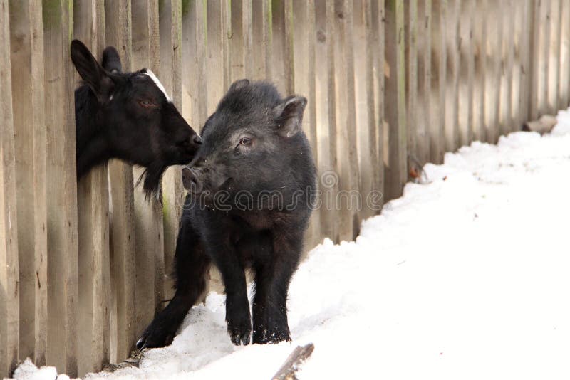 Piggy cub playing with young goat. Piggy cub playing with young goat