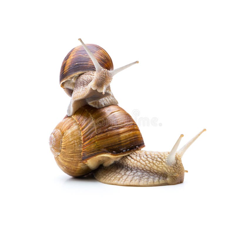 A piggyback snails family isolated on white background. Taken in Studio with a 5D mark III