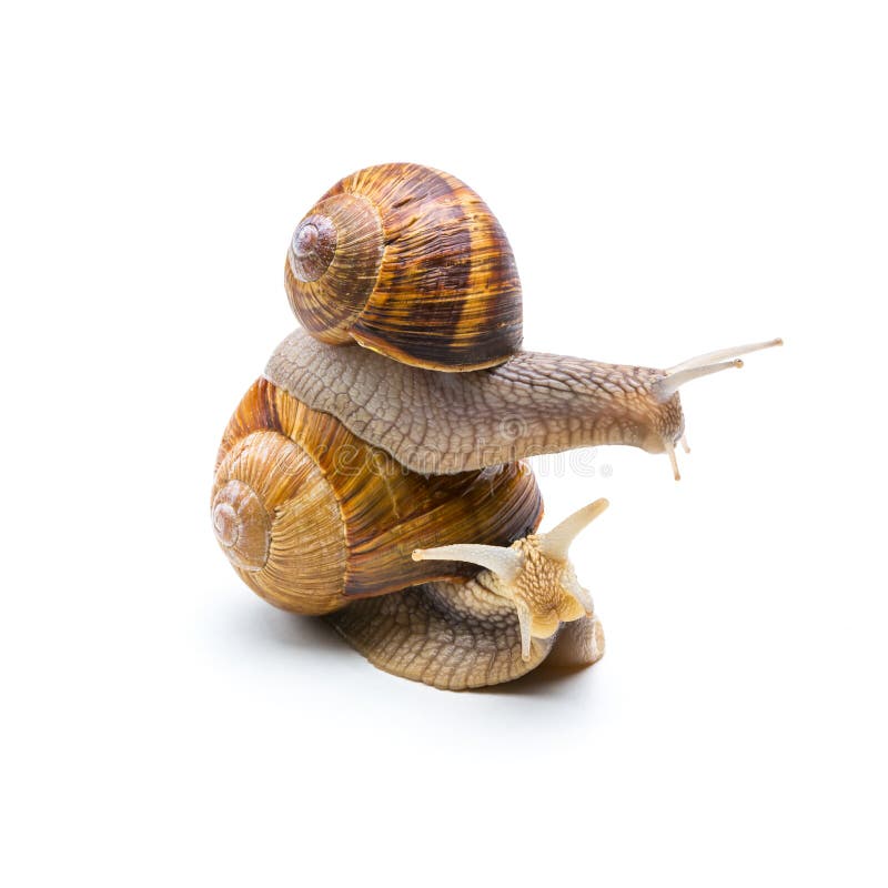 A group of two roman snail are Piggybacking each other isolated on white background. Taken in Studio with a 5D mark III. A group of two roman snail are Piggybacking each other isolated on white background. Taken in Studio with a 5D mark III