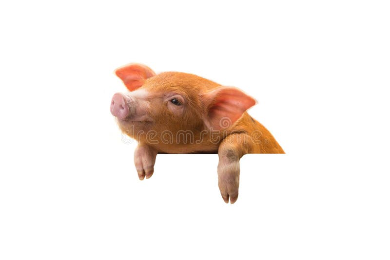 Piglet isolated on white