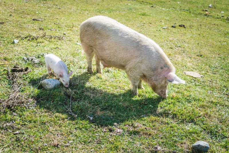 Piglet and pig walking in field