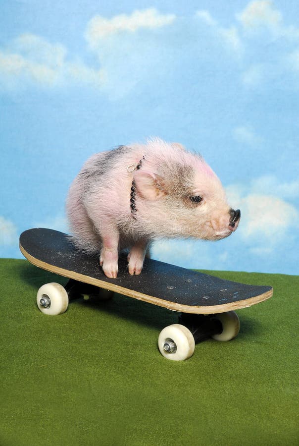Piglet on a Skateboard