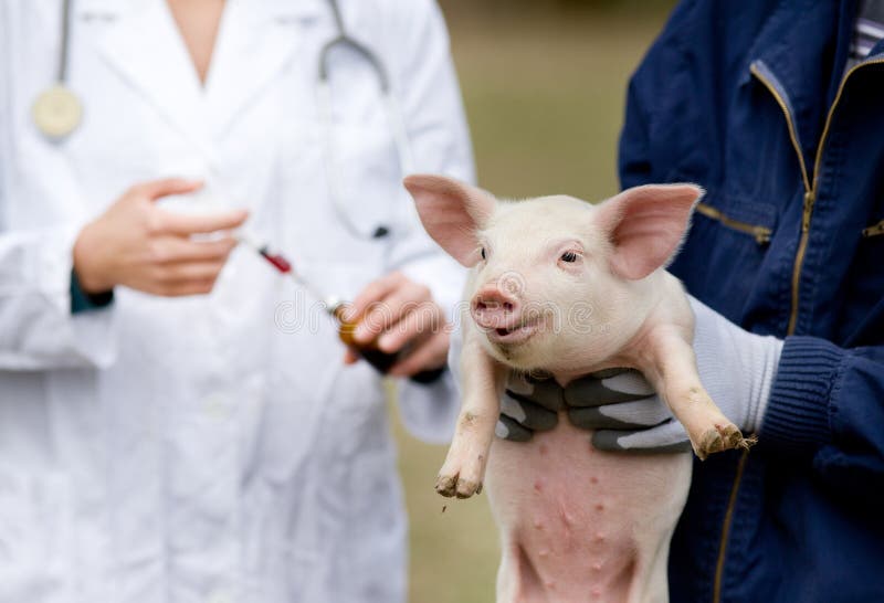 Piglet vaccination