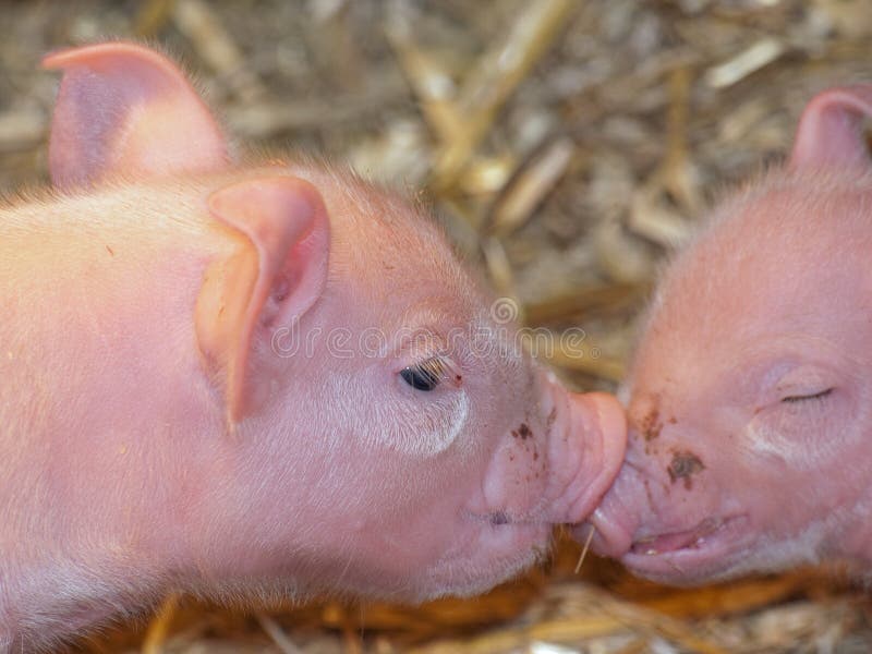Piglets stock photo. Image of snout, farming, color, rose 15840932