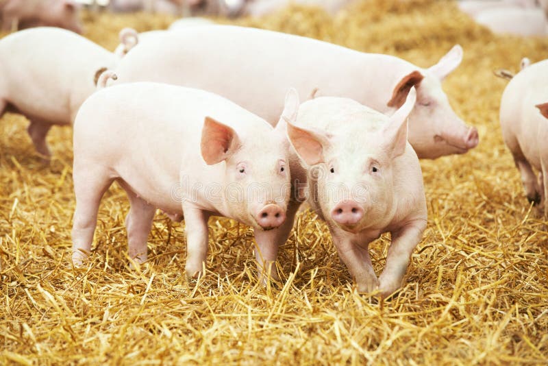 Piglets on hay and straw at pig breeding farm