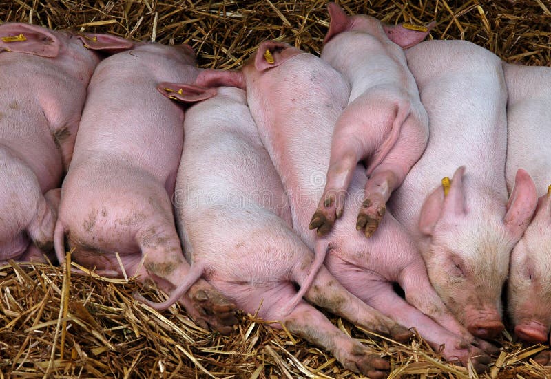 Piglets sleeping