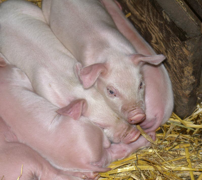 Piglets sleeping