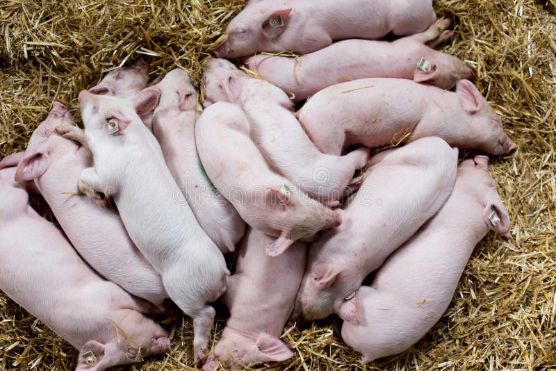 Piglets sleeping on straw