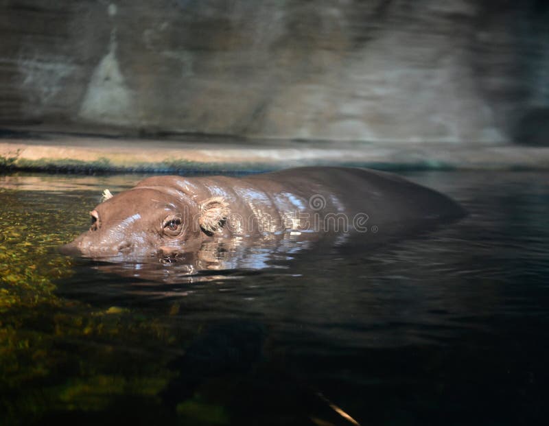 This is a picture of a Pigmy Hippopotamus in its habitat in the Lincoln Park Zoo located in Chicago, Illinois in Cook County. This picture was taken on January 8, 2019. This is a picture of a Pigmy Hippopotamus in its habitat in the Lincoln Park Zoo located in Chicago, Illinois in Cook County. This picture was taken on January 8, 2019.