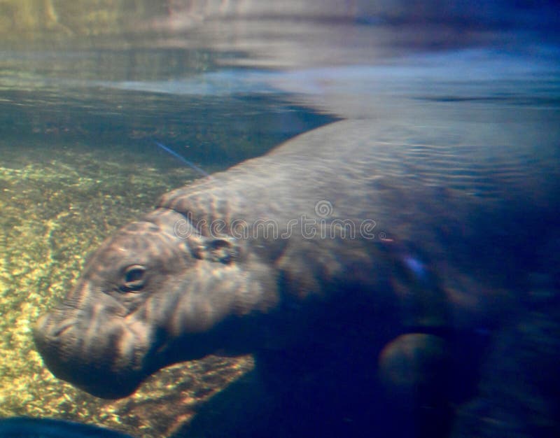 This is a picture of a Pigmy Hippopotamus in its habitat in the Lincoln Park Zoo located in Chicago, Illinois in Cook County. This picture was taken on January 8, 2019. This is a picture of a Pigmy Hippopotamus in its habitat in the Lincoln Park Zoo located in Chicago, Illinois in Cook County. This picture was taken on January 8, 2019.