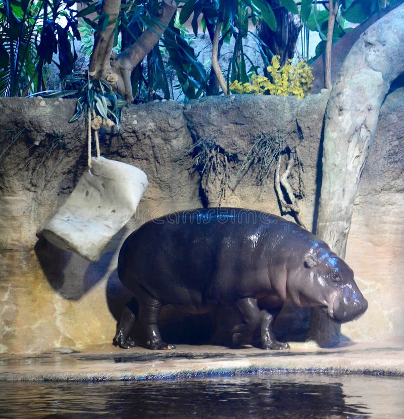 This is a picture of a Pigmy Hippopotamus in its habitat in the Lincoln Park Zoo located in Chicago, Illinois in Cook County. This picture was taken on January 8, 2019. This is a picture of a Pigmy Hippopotamus in its habitat in the Lincoln Park Zoo located in Chicago, Illinois in Cook County. This picture was taken on January 8, 2019.