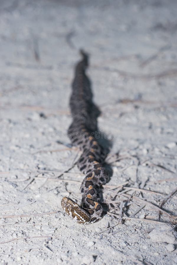 Pigmy Rattlesnake royalty free stock photo Pigmy Rattlesnake royalty free stock photo
